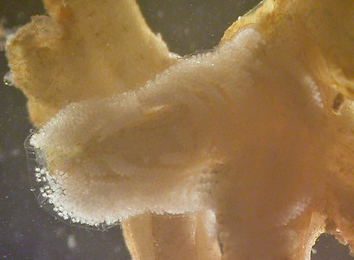 Tritoniopsis sp. #1: egg mass on Carijoa riisei