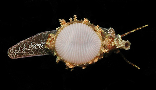 Trivirostra edgari: shell exposed