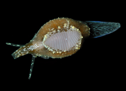 Trivirostra hordacea: transitional