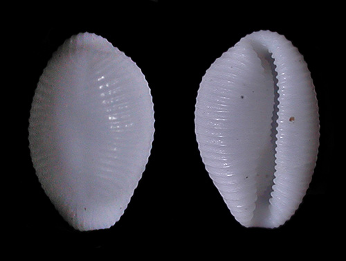 Trivirostra hordacea: shell