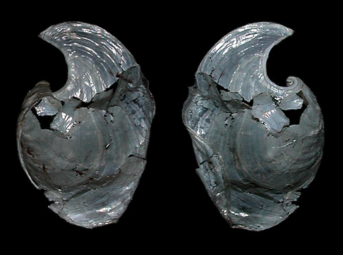 Tubulophilinopsis pilsbryi: shell