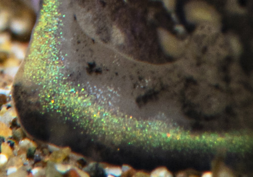 Tubulophilinopsis sp. #1: iridescence, detail