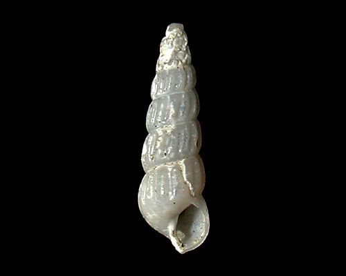 Turbonilla thaanumi: shell