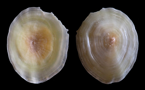 Umbraculum sp. #3: shell