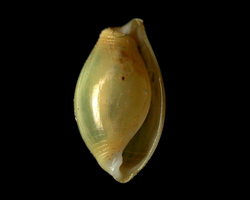 Vellicola muscarius: shell