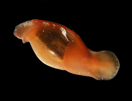 Vellicola muscarius: underside