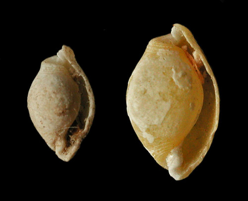 Vellicola muscarius: shells, from Halimeda bed
