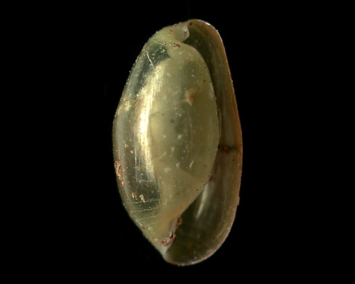 Vellicola sp. #13: shell