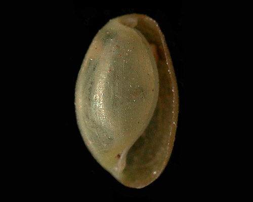Vellicola sp. #13: shell (more inflated)
