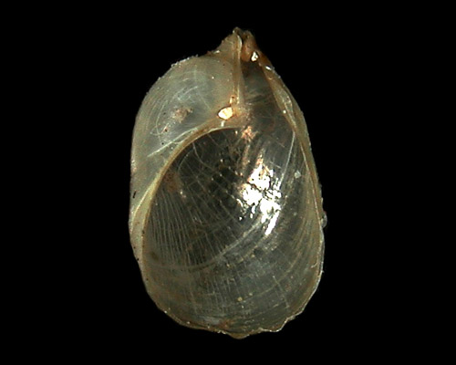 Volvatella ventricosa: shell