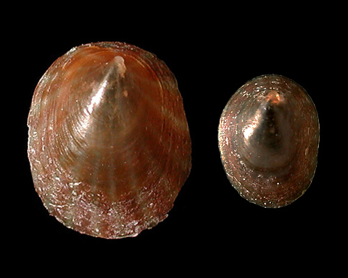 Williamia radiata: shell