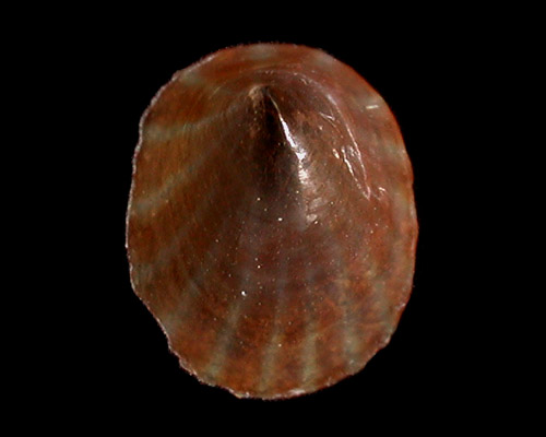 Williamia radiata: shell interior
