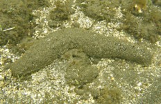 Holothuria atra