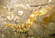 Holothuria hilla