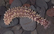 Holothuria impatiens