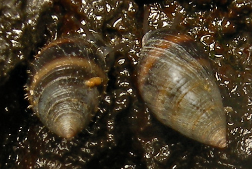 Allochroa layardi: hairs