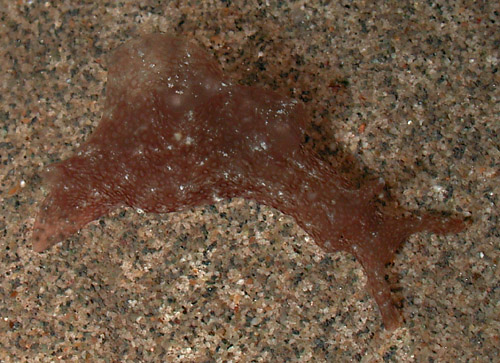 Aplysia oculifera: young, about 11 mm