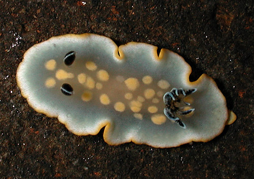 Ardeadoris tomsmithi: young, 11 mm