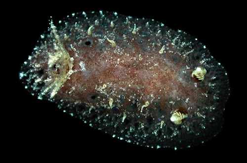 Avaldesia tamatoa: young, 7 mm, dark