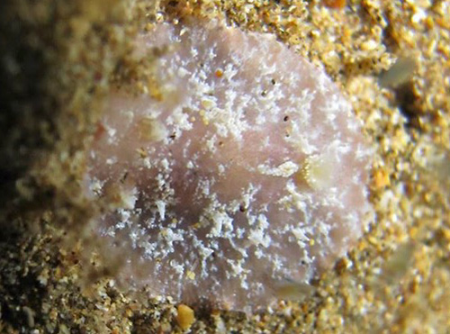 Avaldesia tamatoa: pale, few papillae