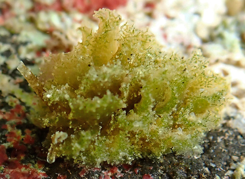 Unidentified Caliphyllid #1