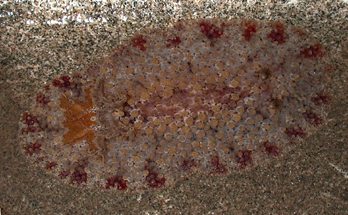 Carminodoris bifurcata