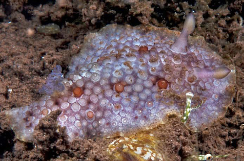 Carminodoris grandiflora: pale