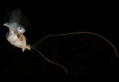Cavolinia uncinata