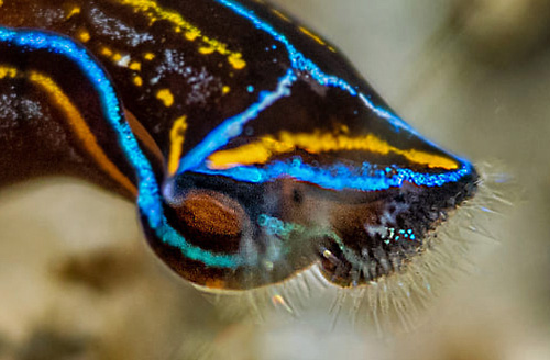 Chelidonura hirundinina: sensory bristles, side