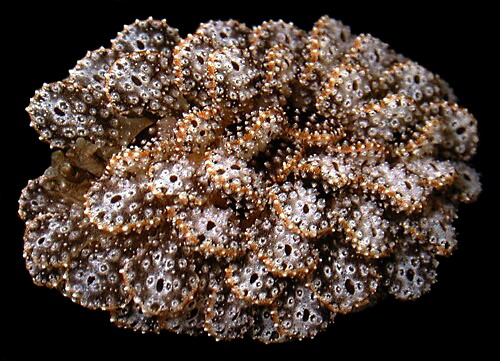 Cyerce liliuokalaniae