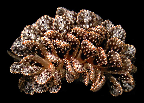 Cyerce liliuokalaniae: side, dark