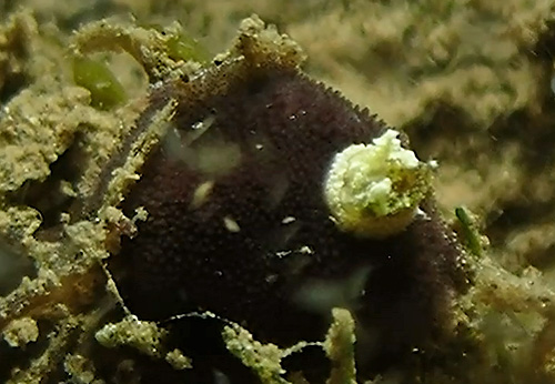 Diaulula sp #2: contracted & extended sequence