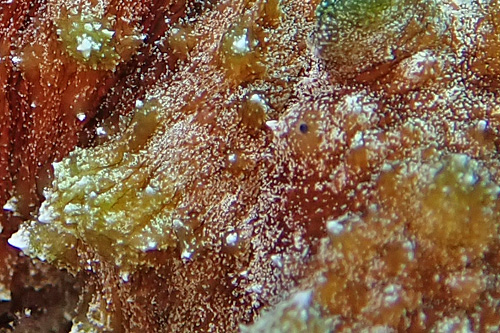 Dolabella sp. #1: white flecked, detail