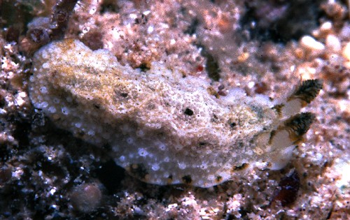 Doriopsilla #9