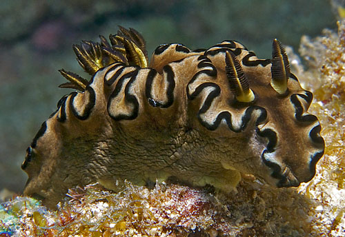 Doriprismatica atromarginata: side
