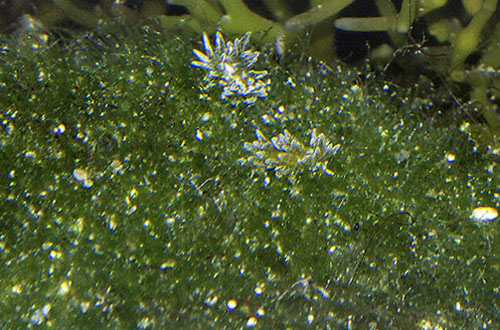 Ercolania sp. #7: pair on probable food alga