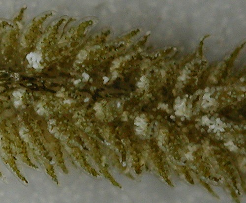Ercolania(?) sp. #9: cerata detail