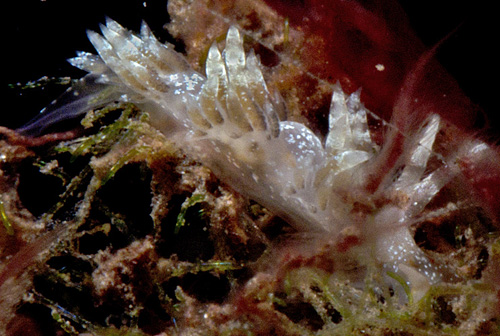 unidentified aeolid #22