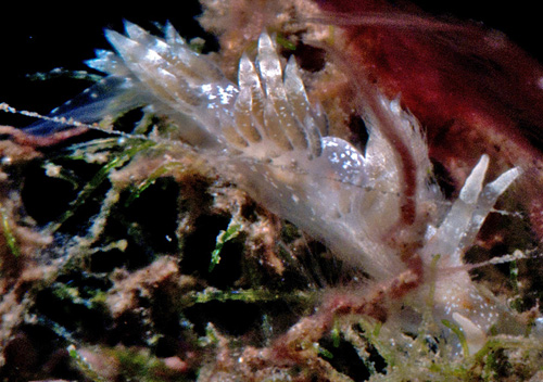 Unidentified Facelinid sp. #22: 2nd view
