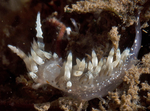 Unidentified Facelinid sp. #22: swellings