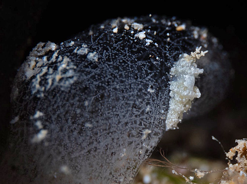 Favorinus sp. #1: feeding