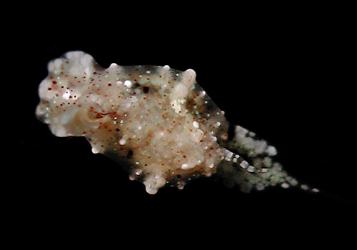 Gastropteron minutum
