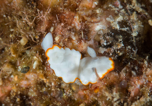 Goniobranchus verrieri: feeding