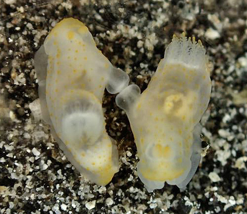 Gymnodoris sp. #11: mating