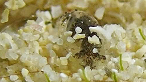 Unidentified Haminoeid #5: 3rd animal, front