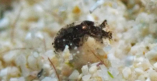 Unidentified Haminoeid #5: 3rd animal, side