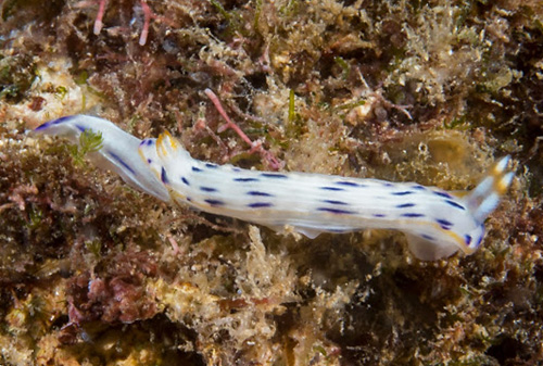 Hypselodoris bertschi: side, light