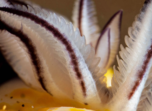 Hypselodoris imperialis: branchia, detail