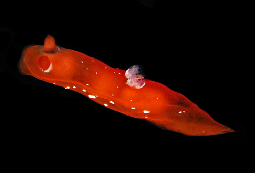 Martadoris limaciformis: side