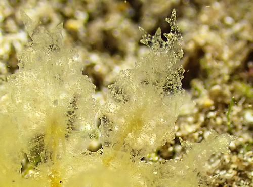 Melibe sp. #1: cerata detail